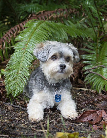 Entry image for Taiko. Clicking this image will show a larger photo