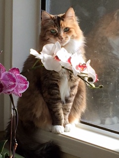 Entry image for Punkie. Clicking this image will show a larger photo