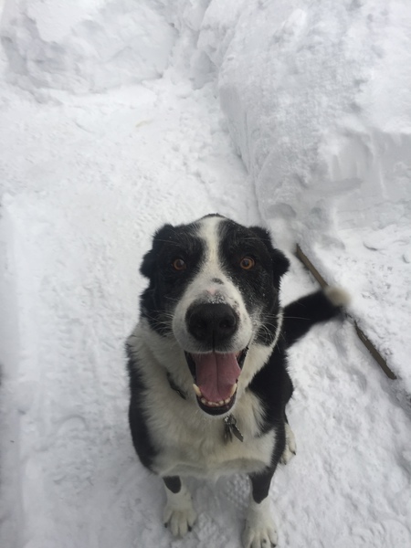 Entry image for Jake. Clicking this image will show a larger photo