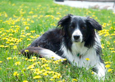 Entry image for Finnigan. Clicking this image will show a larger photo