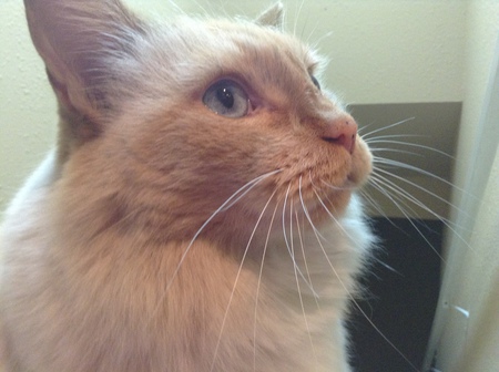 Entry image for Snuggles. Clicking this image will show a larger photo