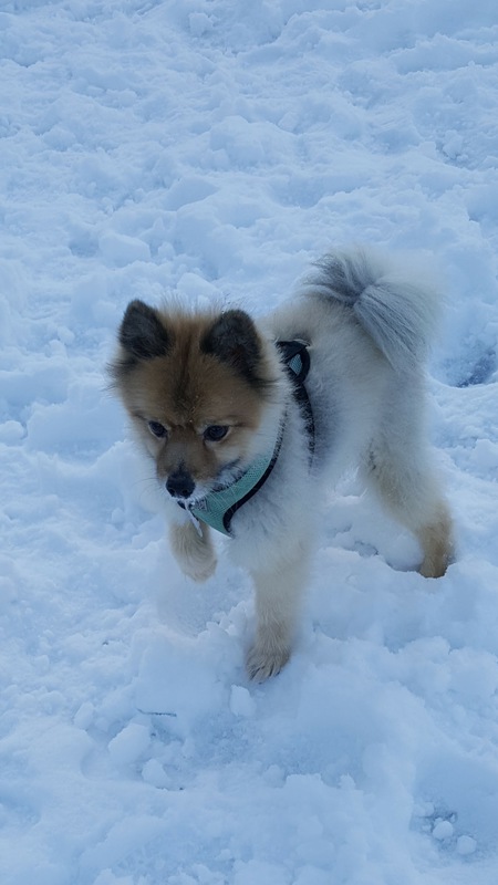 Entry image for Hopper. Clicking this image will show a larger photo