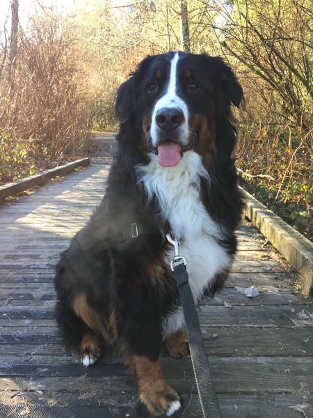 Entry image for Stanley. Clicking this image will show a larger photo