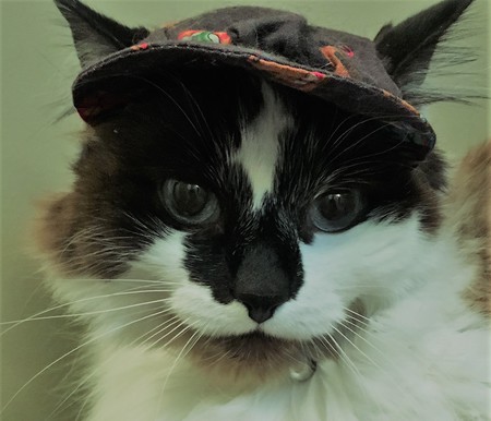 Entry image for Annie. Clicking this image will show a larger photo