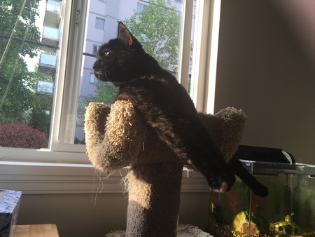 Entry image for Pud. Clicking this image will show a larger photo