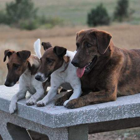 Entry image for L-r Sprocket, Spud and Odie. Clicking this image will show a larger photo