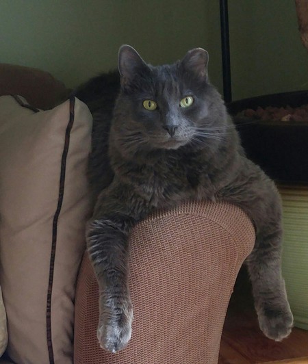 Entry image for SMOKEY. Clicking this image will show a larger photo