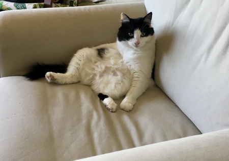 Entry image for Bella. Clicking this image will show a larger photo