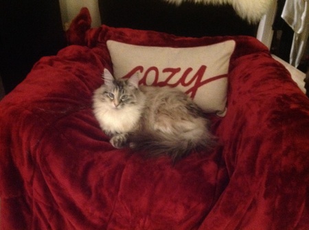 Entry image for Lulu. Clicking this image will show a larger photo