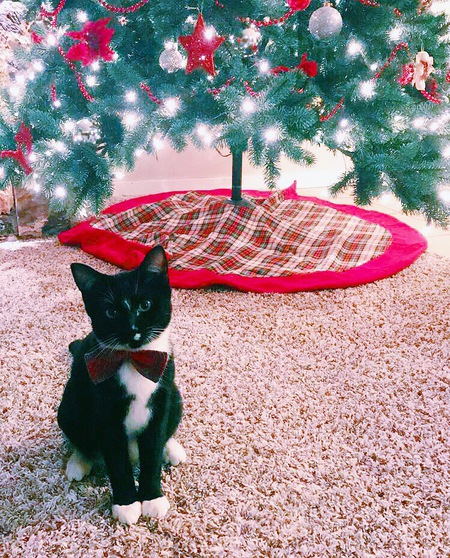 Entry image for Mr. Fitz. Clicking this image will show a larger photo