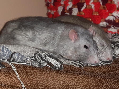 Entry image for James & Oscar. Clicking this image will show a larger photo