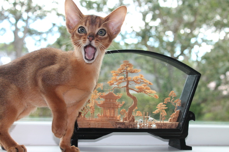 Entry image for Rumi. Clicking this image will show a larger photo