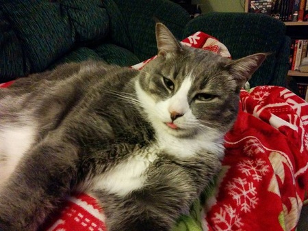 Entry image for Cooper. Clicking this image will show a larger photo