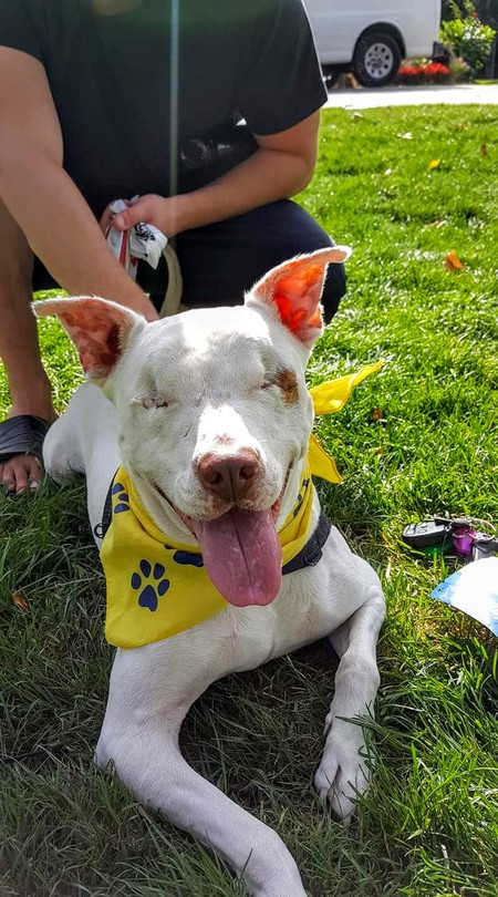 Entry image for Ollie. Clicking this image will show a larger photo