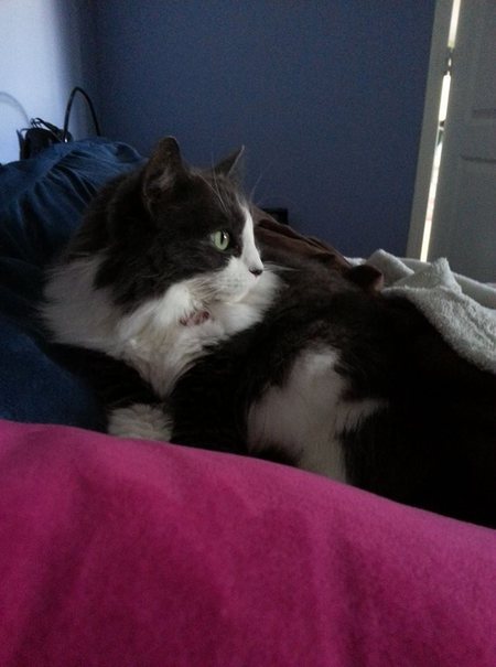 Entry image for Miss Bella. Clicking this image will show a larger photo