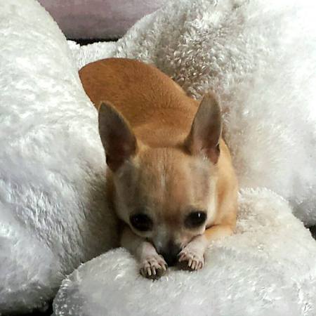 Entry image for Carmela. Clicking this image will show a larger photo