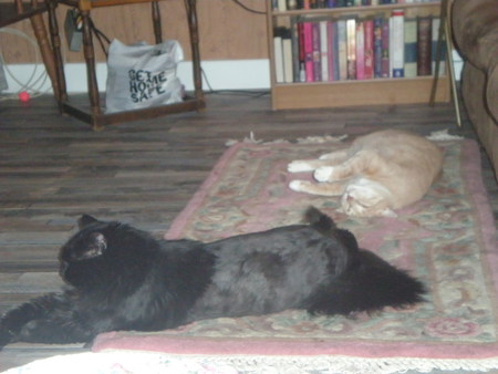 Entry image for Pita and Cougar. Clicking this image will show a larger photo