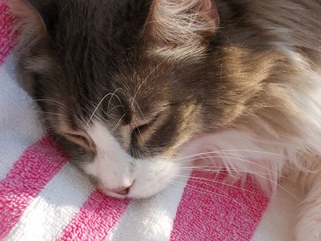 Entry image for Louie (Bear). Clicking this image will show a larger photo