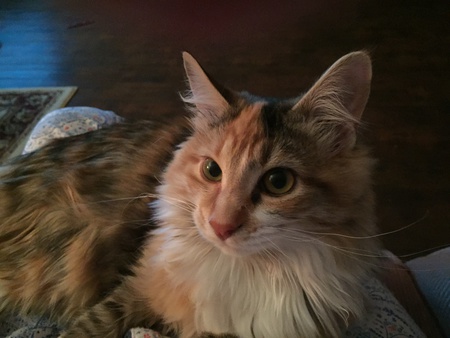 Entry image for Melody. Clicking this image will show a larger photo