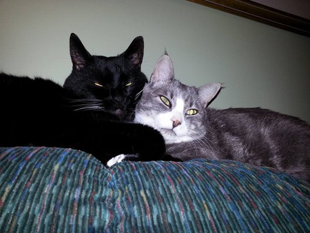 Entry image for Tazzy and Cooper . Clicking this image will show a larger photo