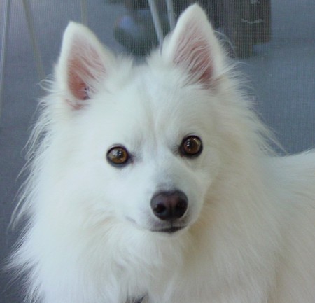 Entry image for Buddy. Clicking this image will show a larger photo