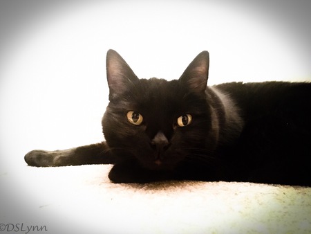 Entry image for Luci. Clicking this image will show a larger photo