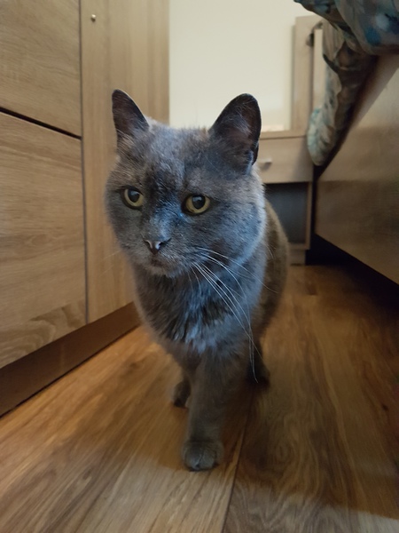 Entry image for Dinah. Clicking this image will show a larger photo