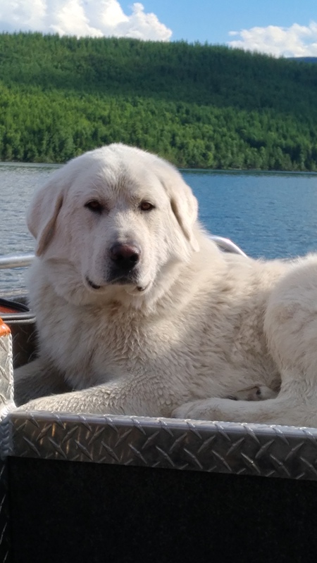 Entry image for Finn. Clicking this image will show a larger photo