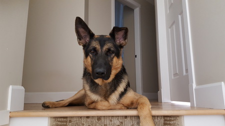 Entry image for Jaxon. Clicking this image will show a larger photo