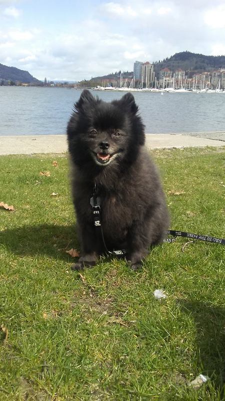 Entry image for Licorice. Clicking this image will show a larger photo