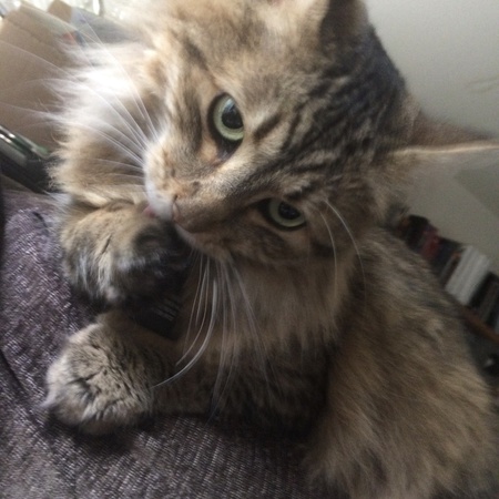 Entry image for Louie. Clicking this image will show a larger photo