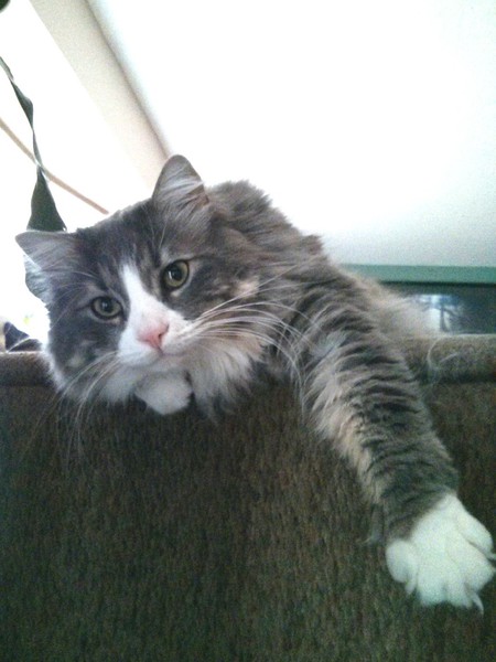 Entry image for Dudley. Clicking this image will show a larger photo