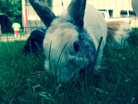 Entry image for Easter. Clicking this image will show a larger photo