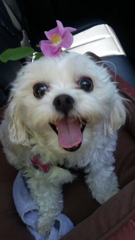 Entry image for Lola. Clicking this image will show a larger photo