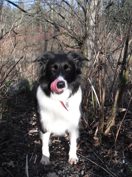 Entry image for Maggie. Clicking this image will show a larger photo