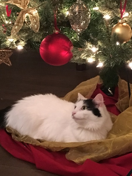 Entry image for Pippa. Clicking this image will show a larger photo