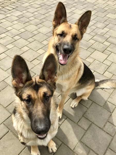 Entry image for Zeppelin & Gräfin. Clicking this image will show a larger photo