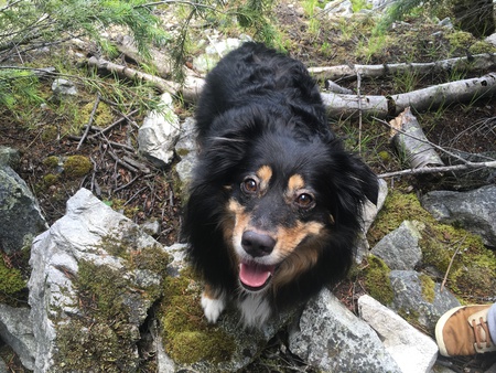 Entry image for Garrus. Clicking this image will show a larger photo