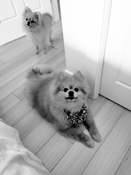 Entry image for Bishop & Ivy . Clicking this image will show a larger photo