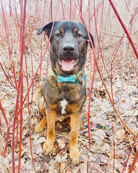 Entry image for Zaxaan. Clicking this image will show a larger photo