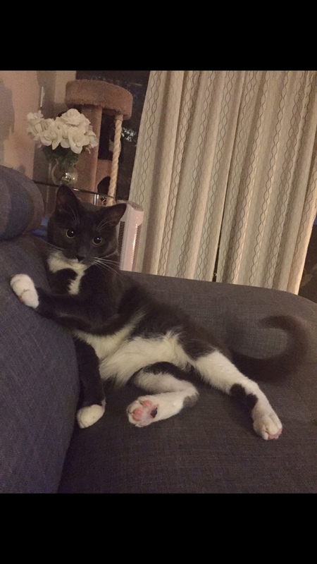 Entry image for Loki Grayson . Clicking this image will show a larger photo