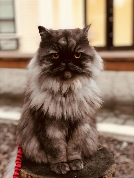 Entry image for Oscar. Clicking this image will show a larger photo