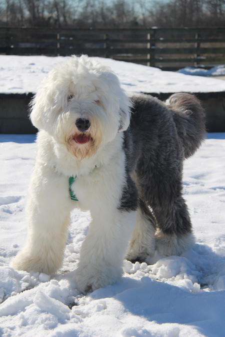 Entry image for Oreo. Clicking this image will show a larger photo