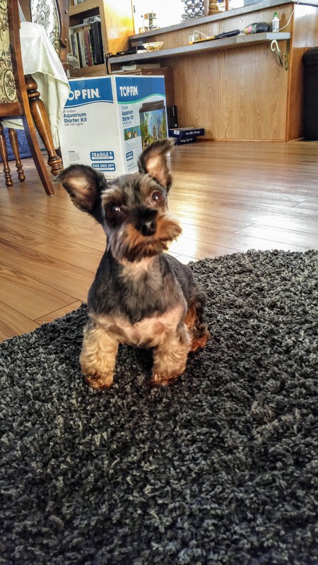 Entry image for Benny. Clicking this image will show a larger photo