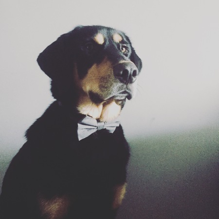 Entry image for Bowen . Clicking this image will show a larger photo