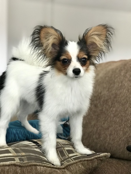 Entry image for Tinkerbell - “Bell” for short. Clicking this image will show a larger photo