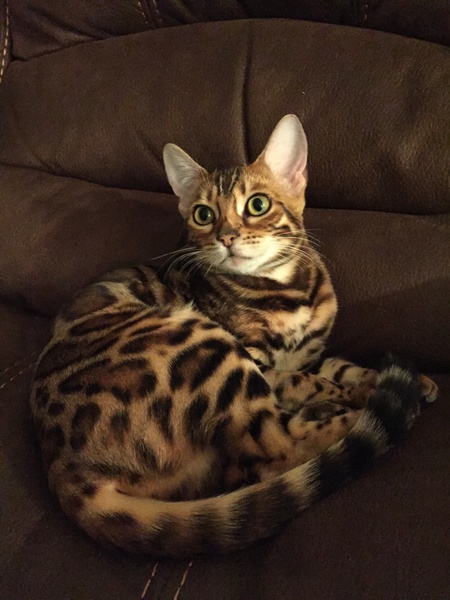 Entry image for Indy “Indiana Jones”. Clicking this image will show a larger photo