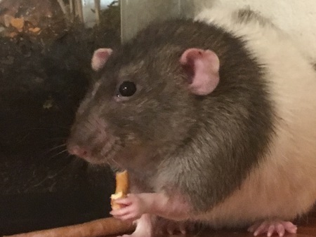 Entry image for Bert. Clicking this image will show a larger photo