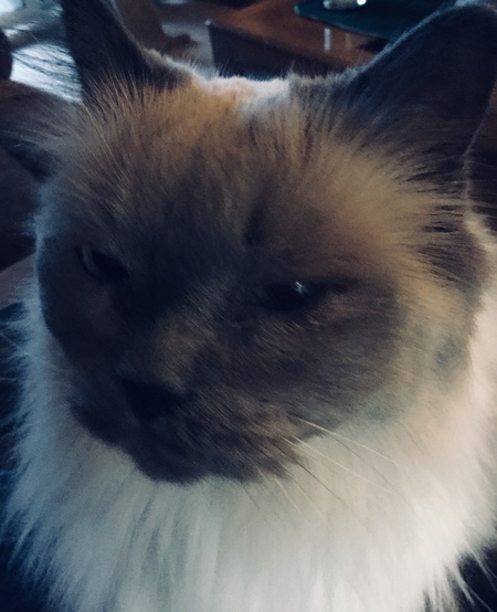 Entry image for Bentley. Clicking this image will show a larger photo