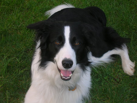 Entry image for Blue. Clicking this image will show a larger photo